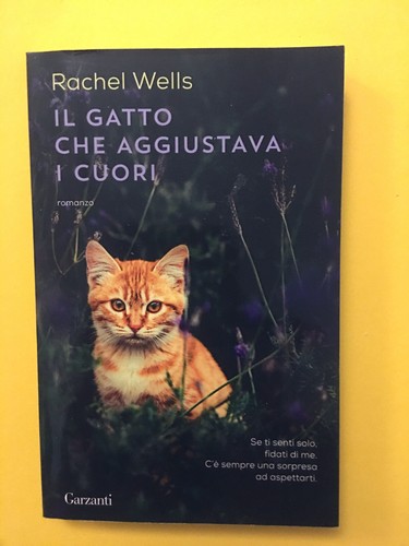 Gatto che aggiustava i - gatto,